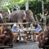 Breakfast with Orangutan at Bali Zoo