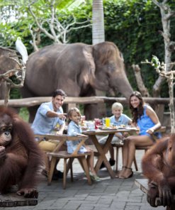 Breakfast with Orangutan at Bali Zoo Breakfast with Orangutan at Bali Zoo