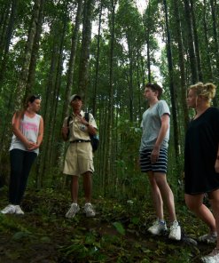 Rainforest Trekking Rainforest Trekking