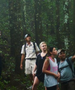 Rainforest Trekking
