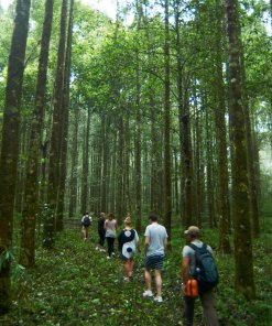 Rainforest Trekking